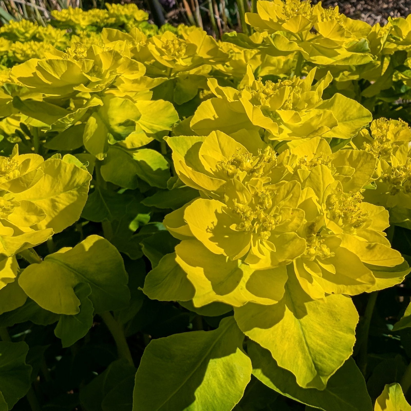 Euphorbia Polychroma 3 Scaled