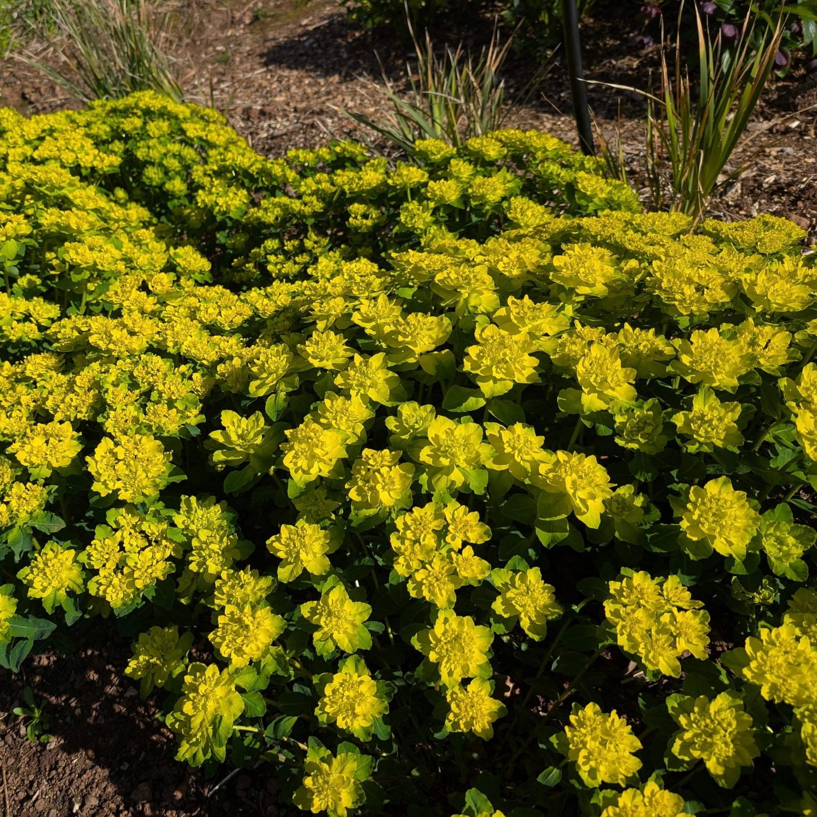 Euphorbia Polychroma 2 Scaled