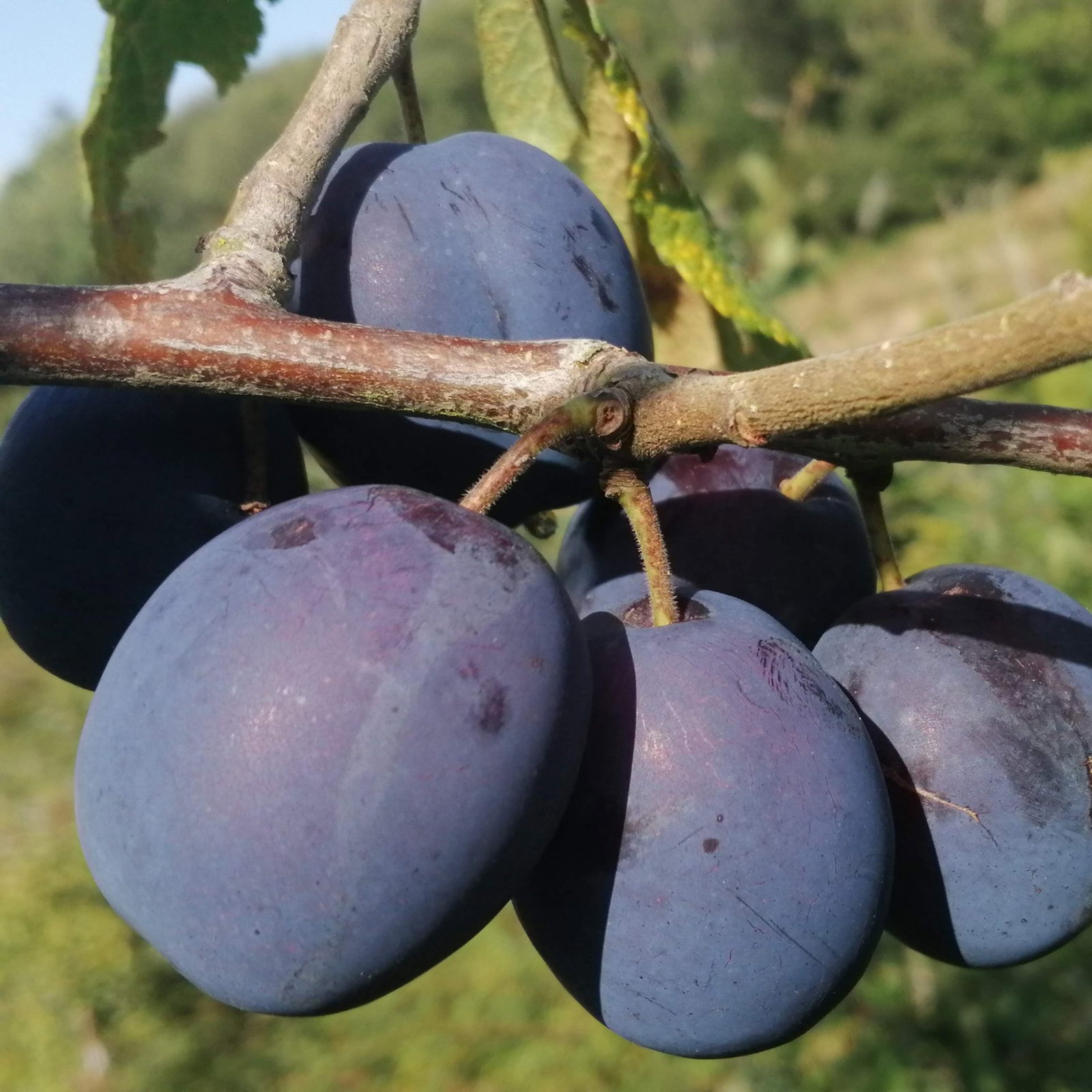 Damson 1 Scaled