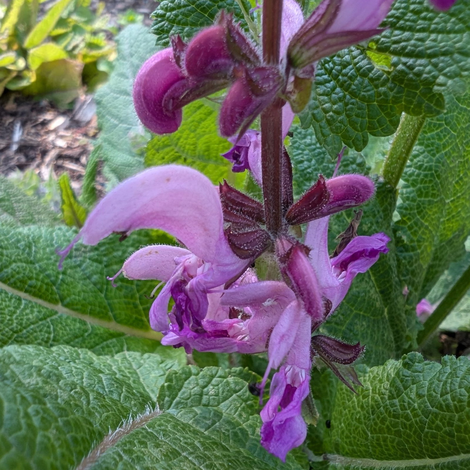 Salvia Pratense Rose Rhapsody 1 Scaled