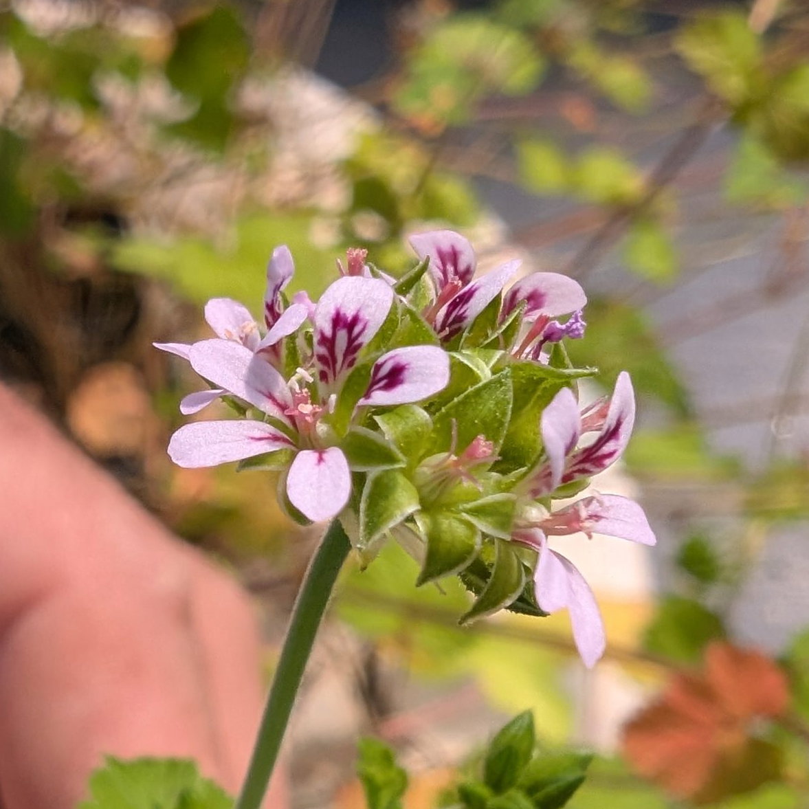 Pelargonium Madagascariensis 3 Scaled