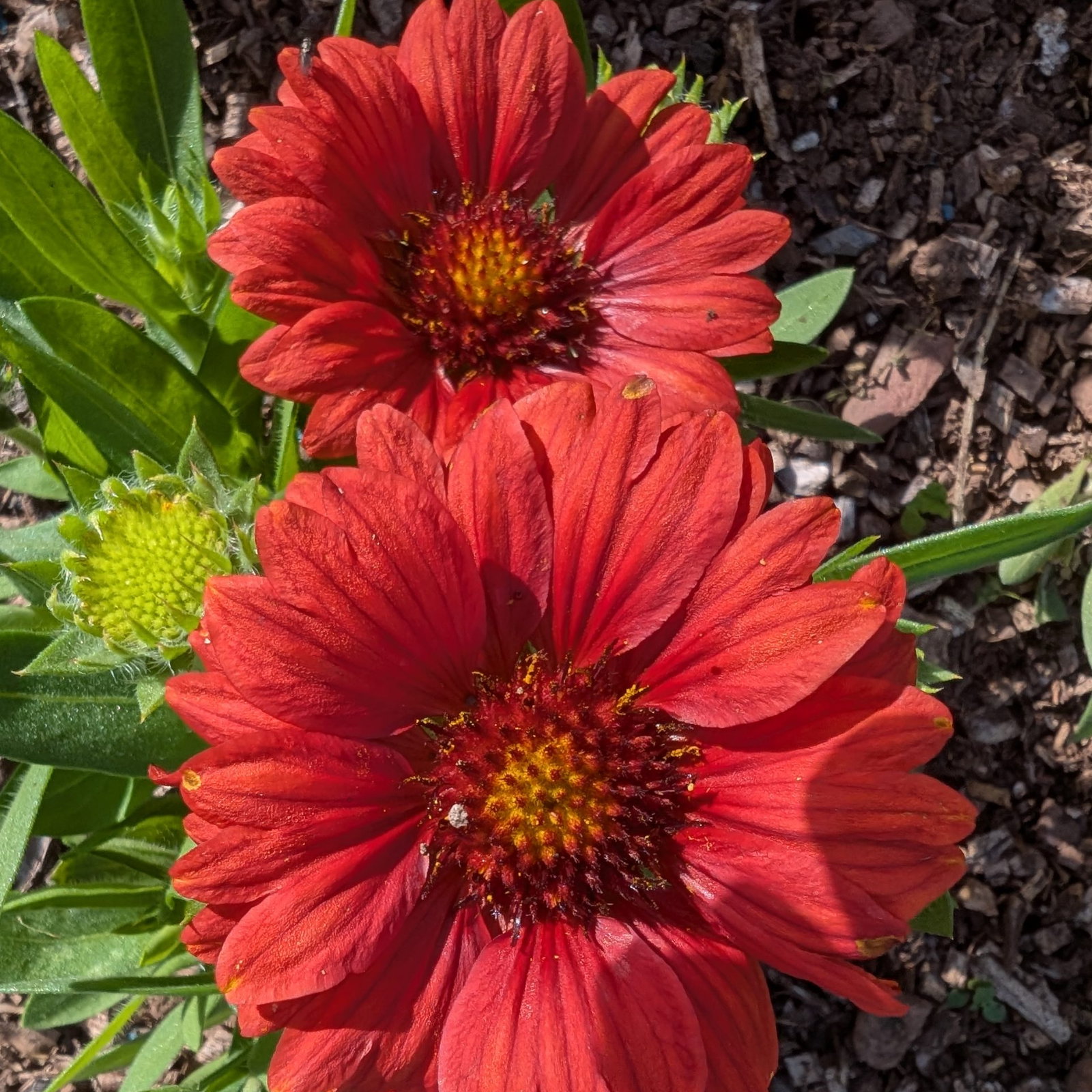 Gaillardia Arizona Red Shades 5 Scaled