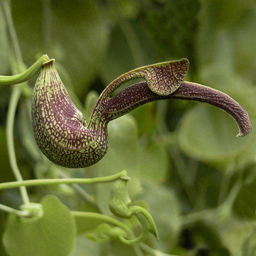 Aristolochia Ringens