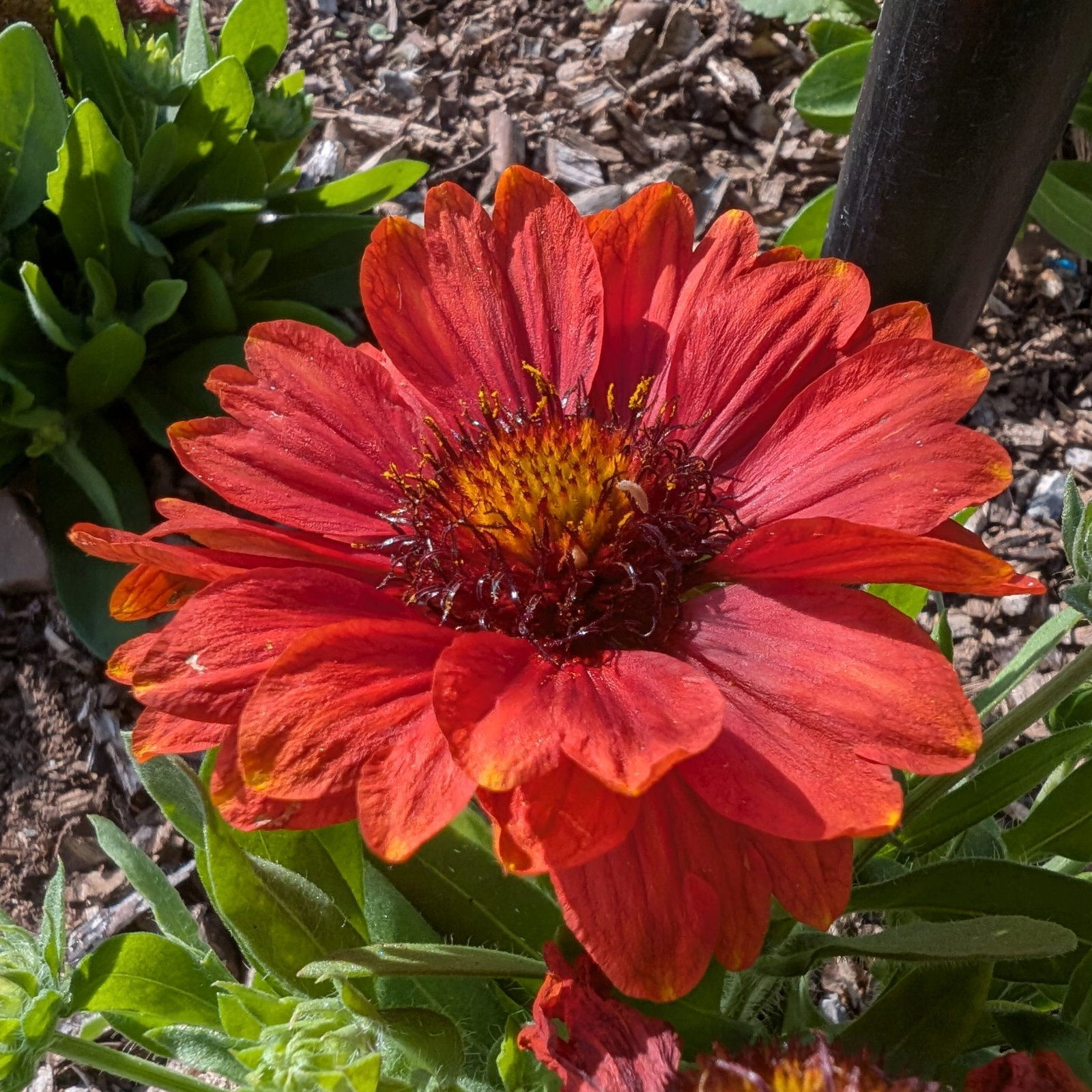 Gaillardia Arizona Red Shades 2 Scaled