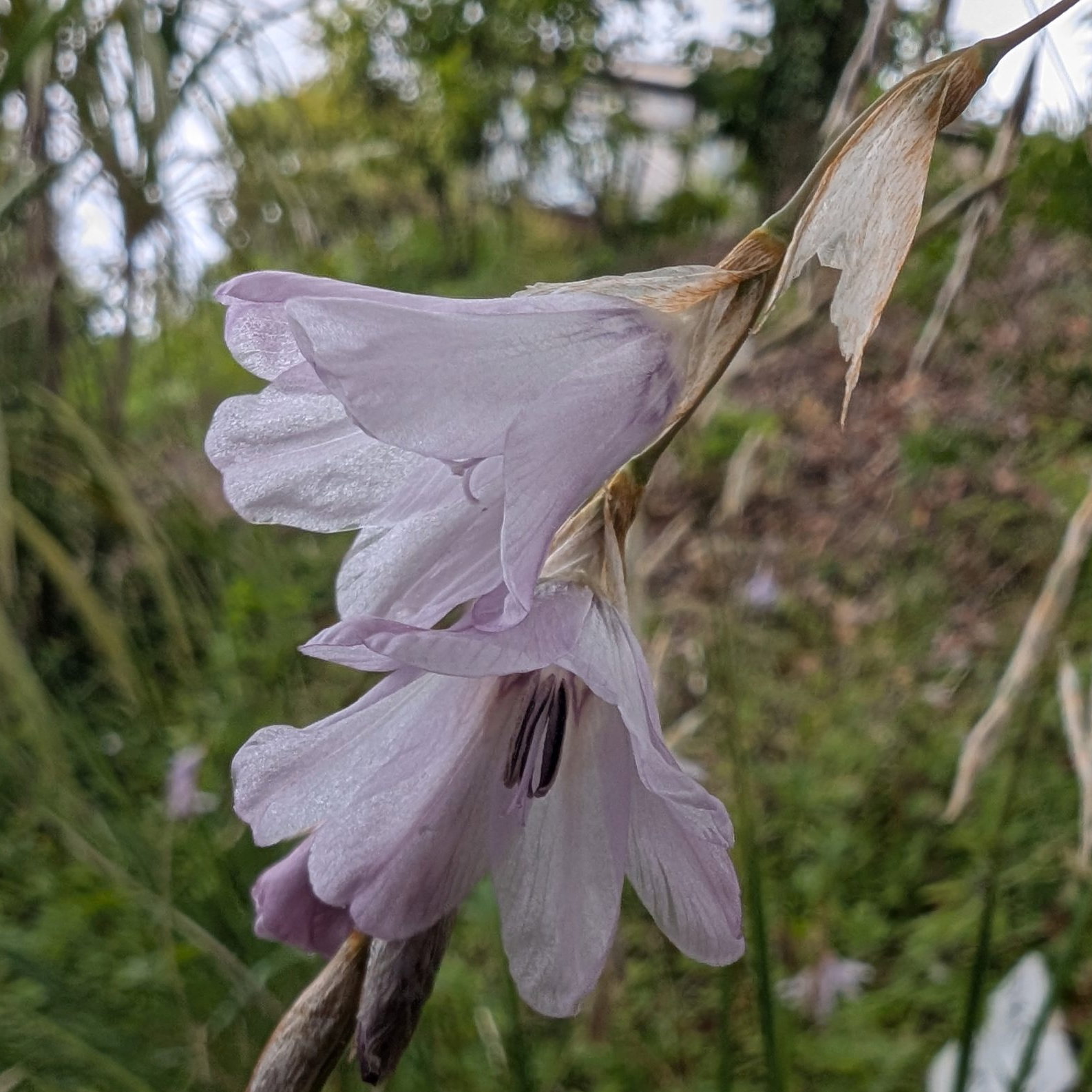 Dierama Nixonianum 2 Scaled