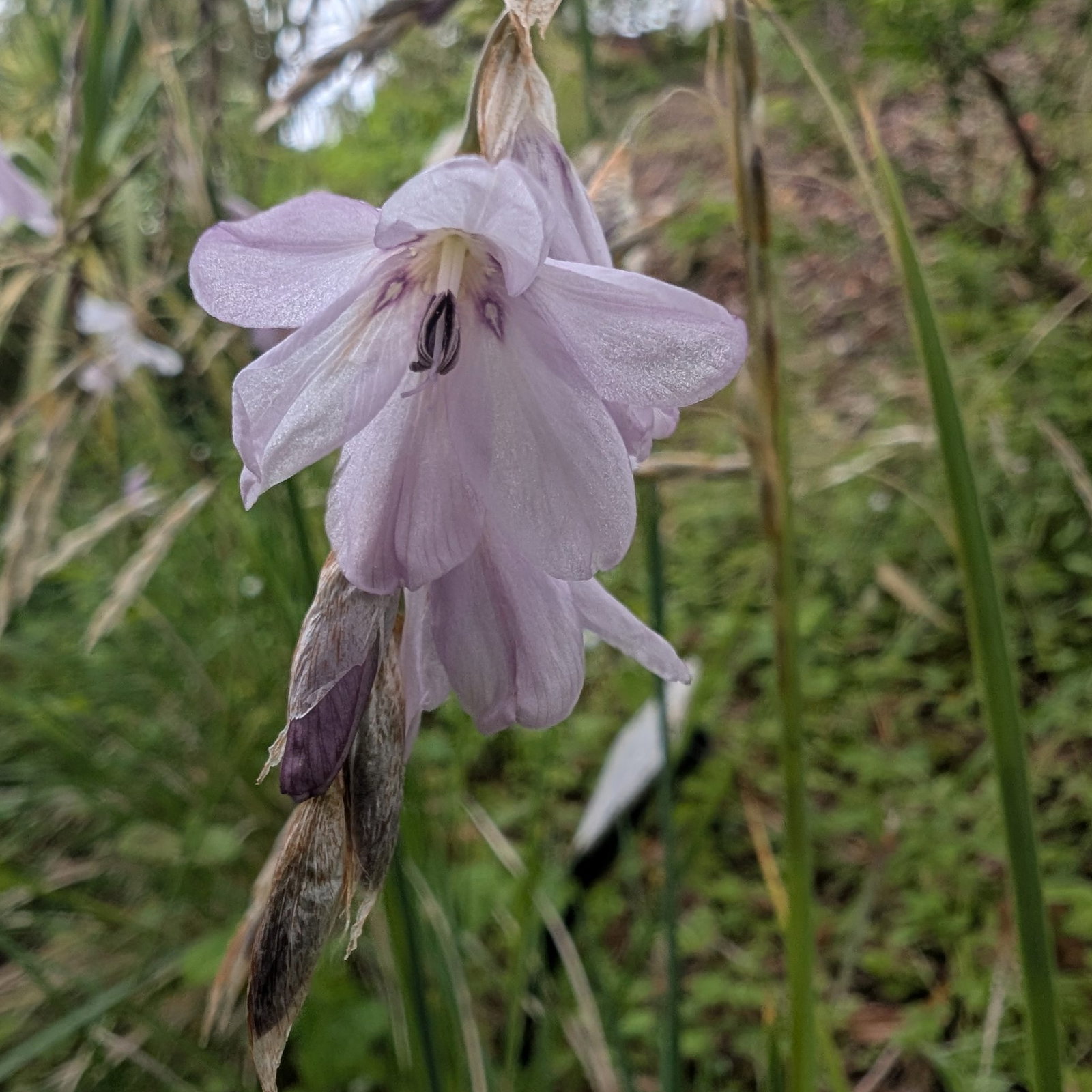 Dierama Nixonianum 3 Scaled