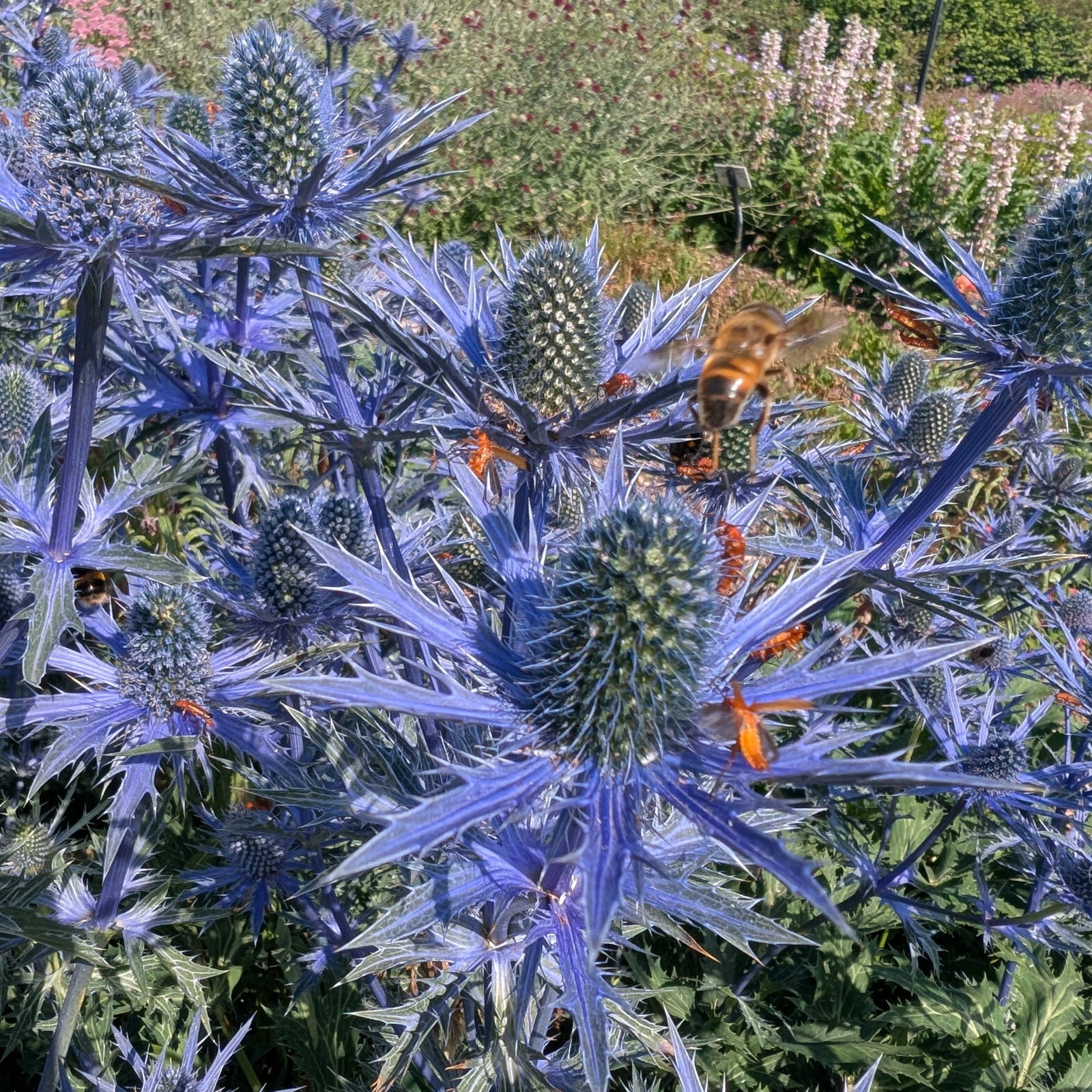Eryngium Alpinum Blue Star 3 Scaled