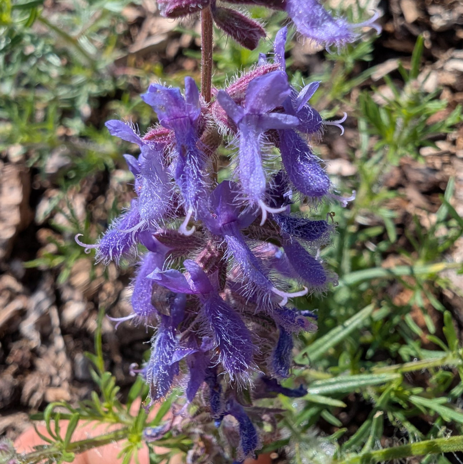 Salvia Jurisicii 4 Scaled