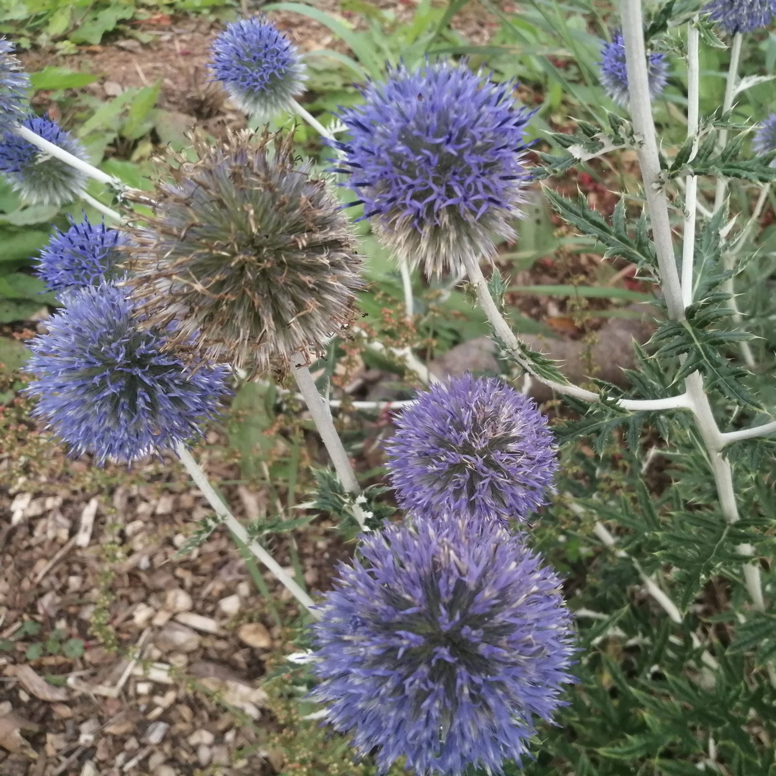 Echinops Ritro 1 Scaled