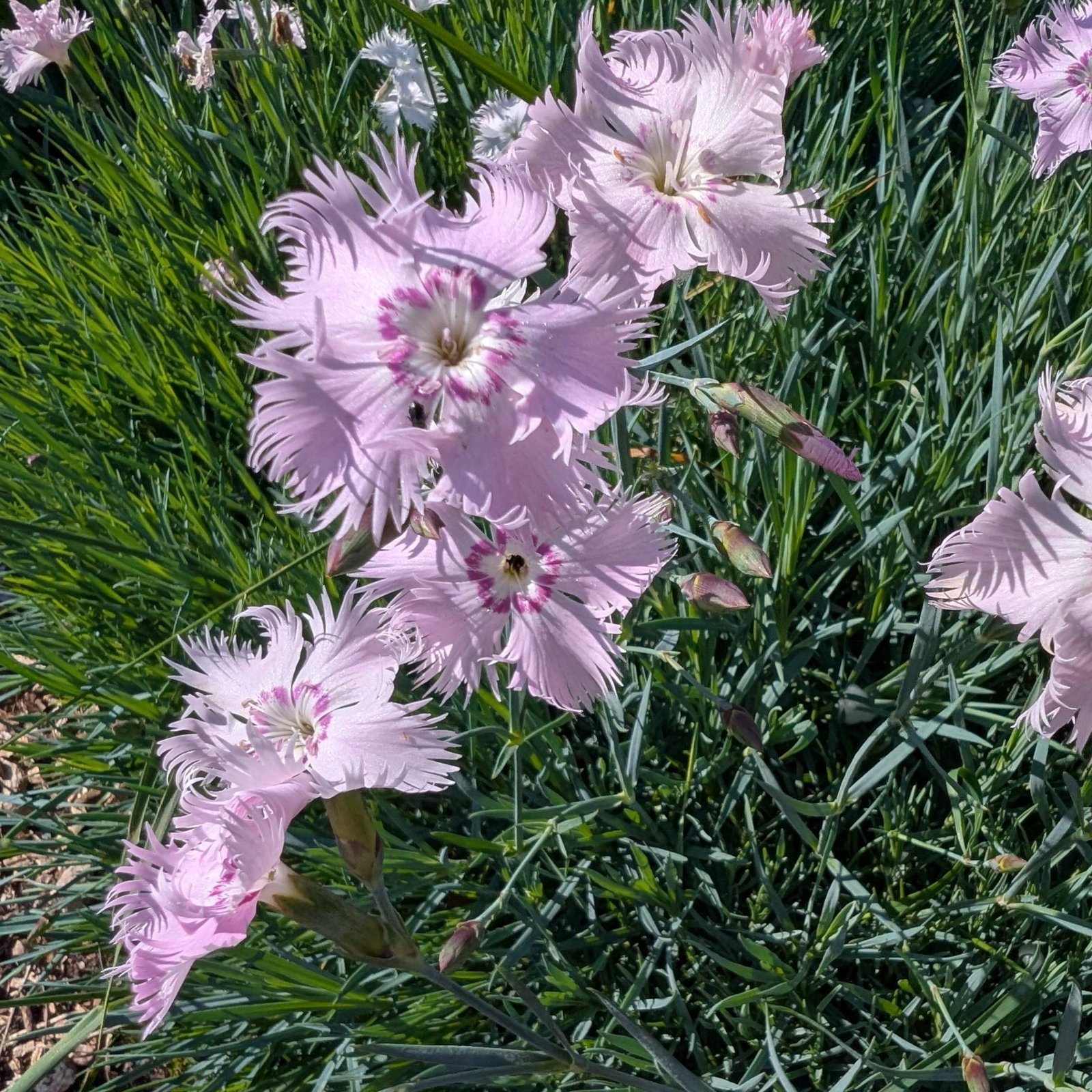 Dianthus Plumarus 1 Scaled