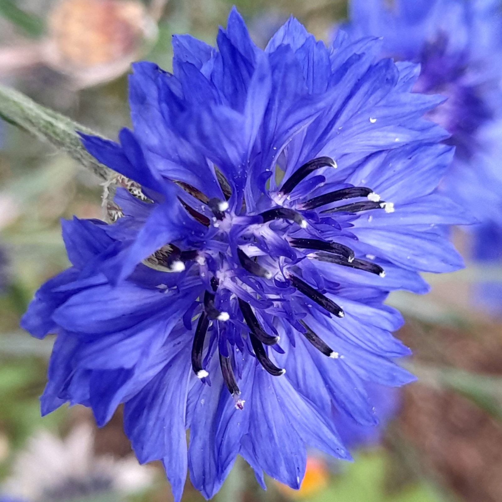 Centaurea Cyanus Double Blue 8 Scaled