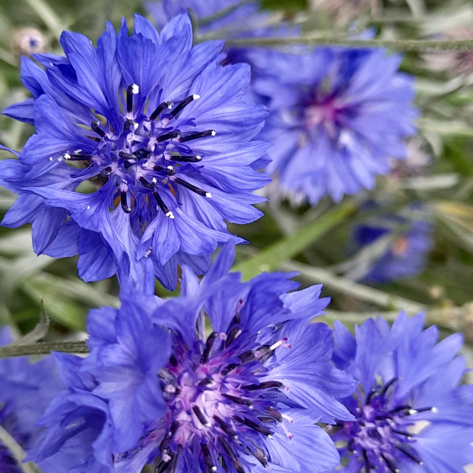 Centaurea Cyanus Double Blue 4 Scaled