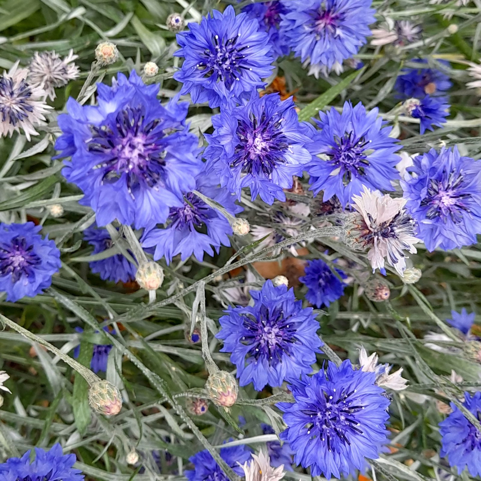 Centaurea Cyanus Double Blue 3 Scaled