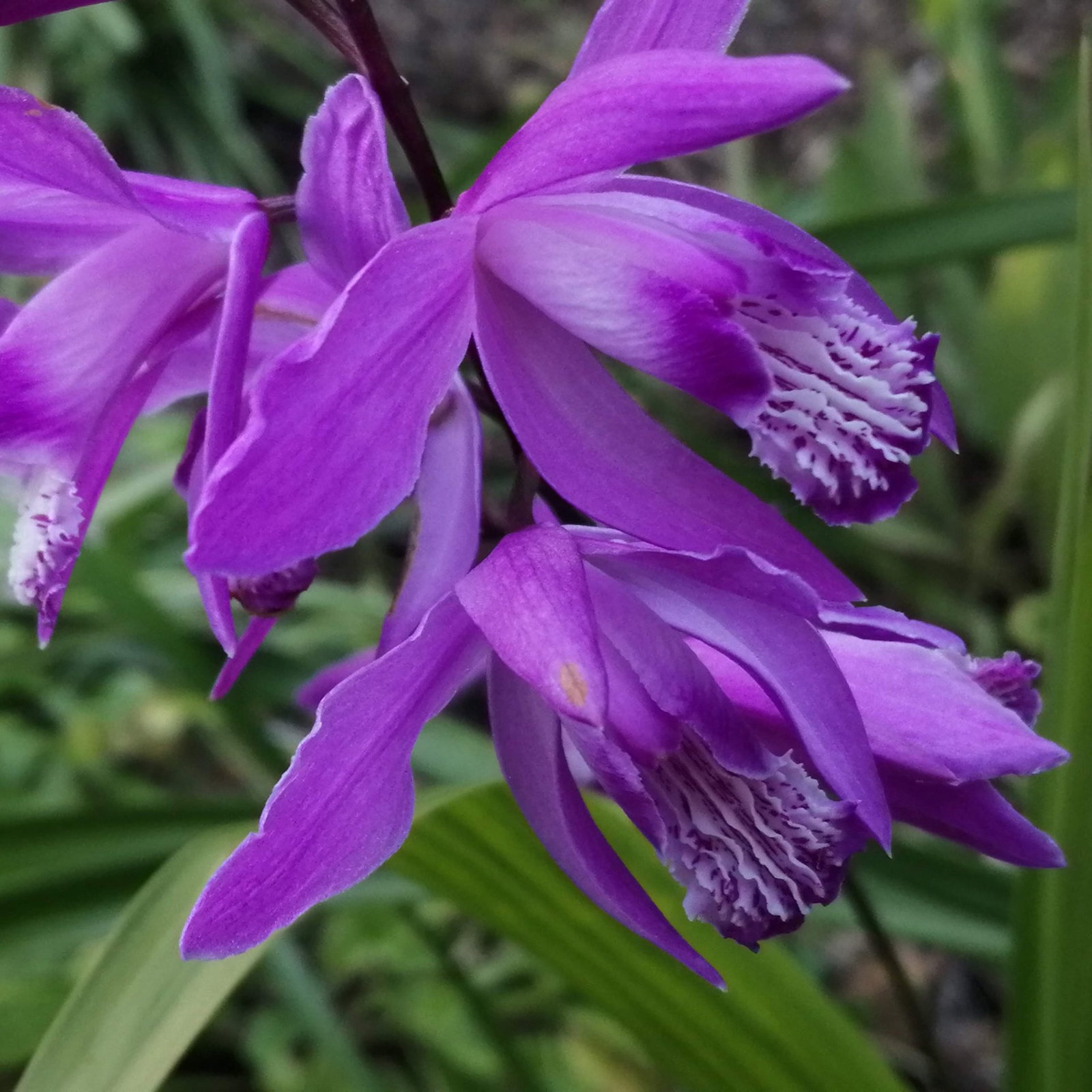 Bletilla Striata 4 Scaled