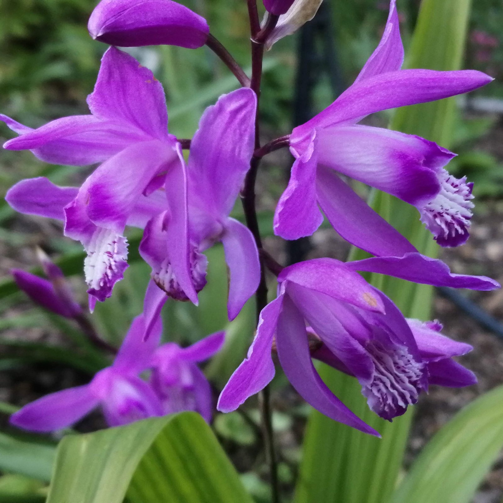Bletilla Striata 12 Scaled