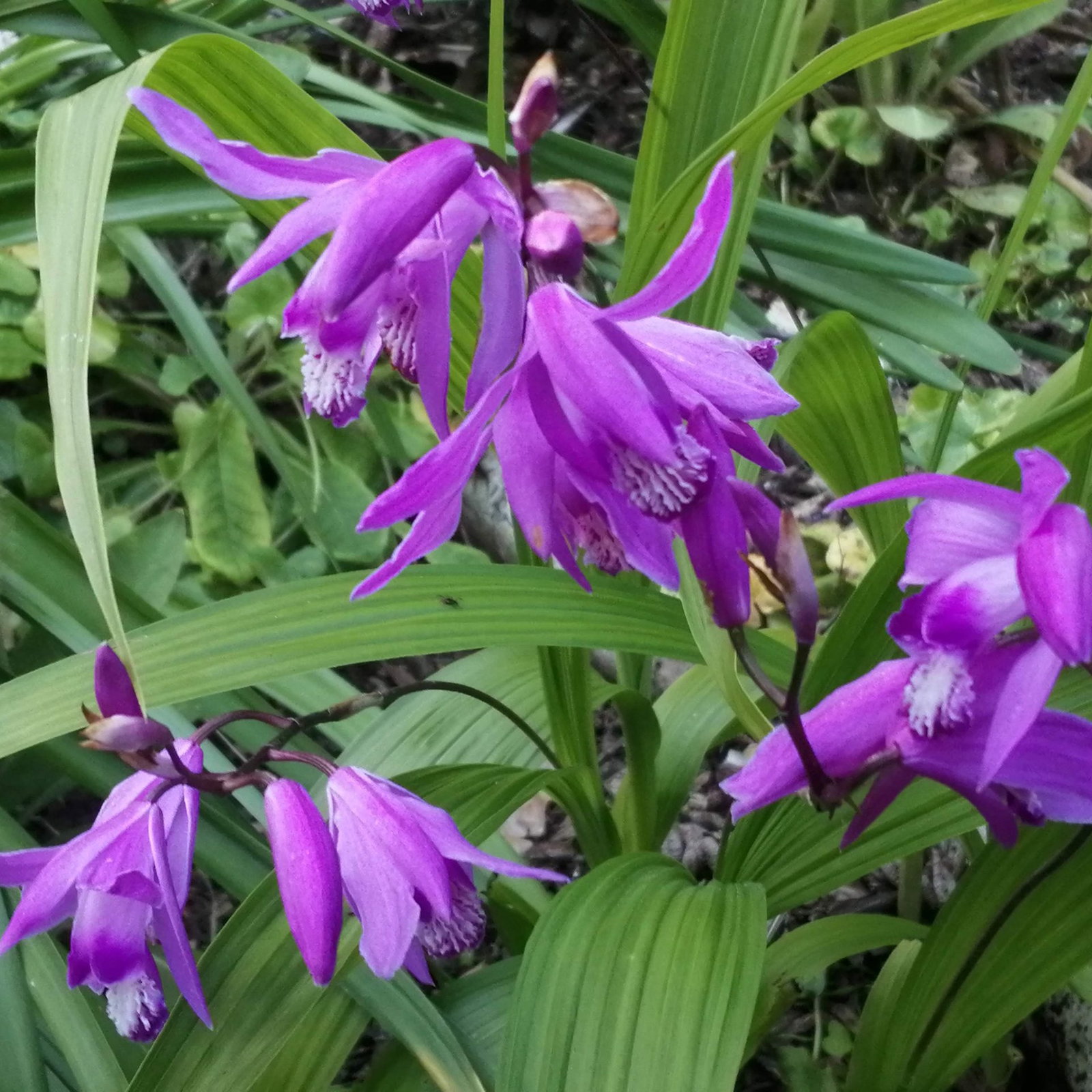 Bletilla Striata 7 Scaled