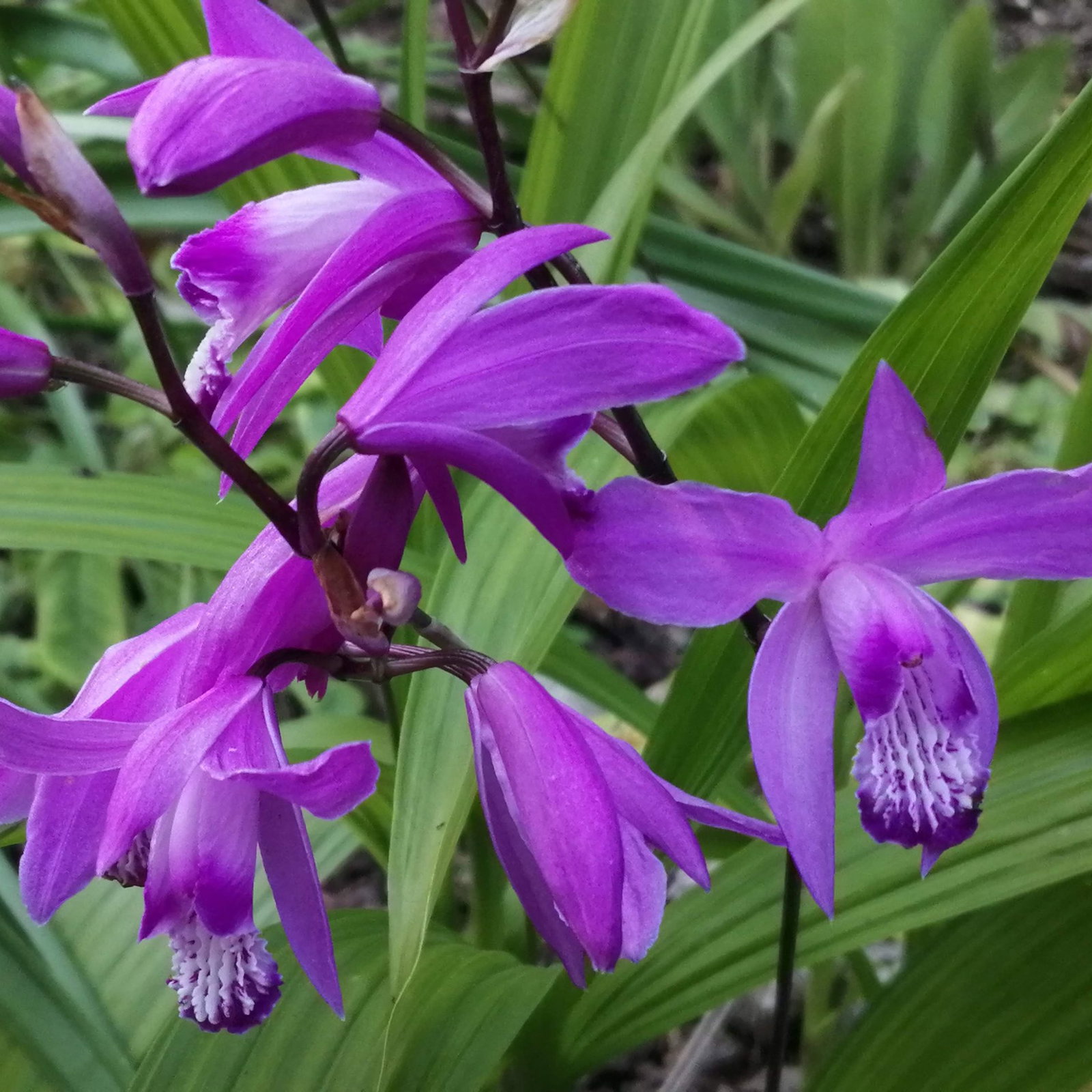 Bletilla Striata 2 Scaled