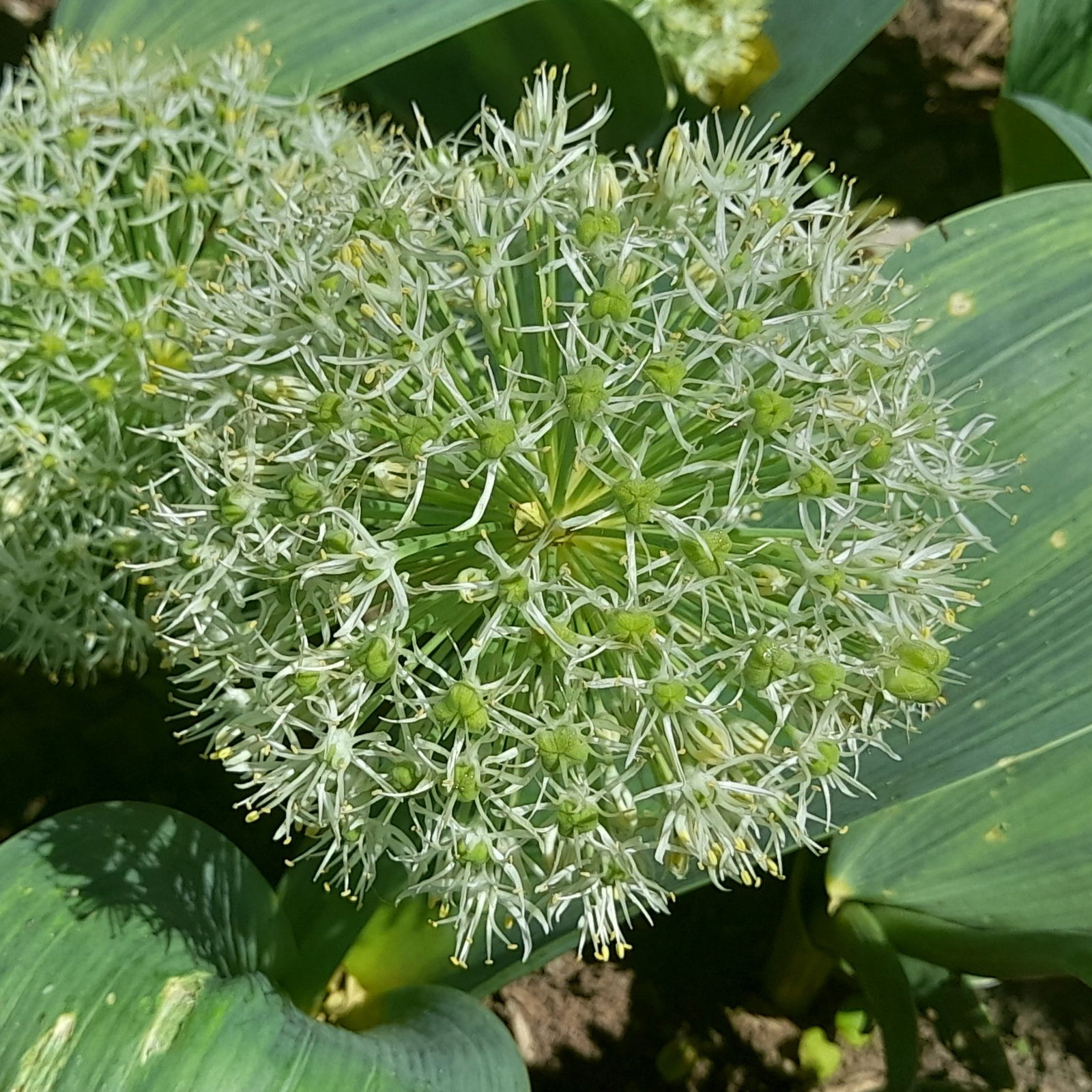 Allium Kara Ivory Queen 6 Scaled