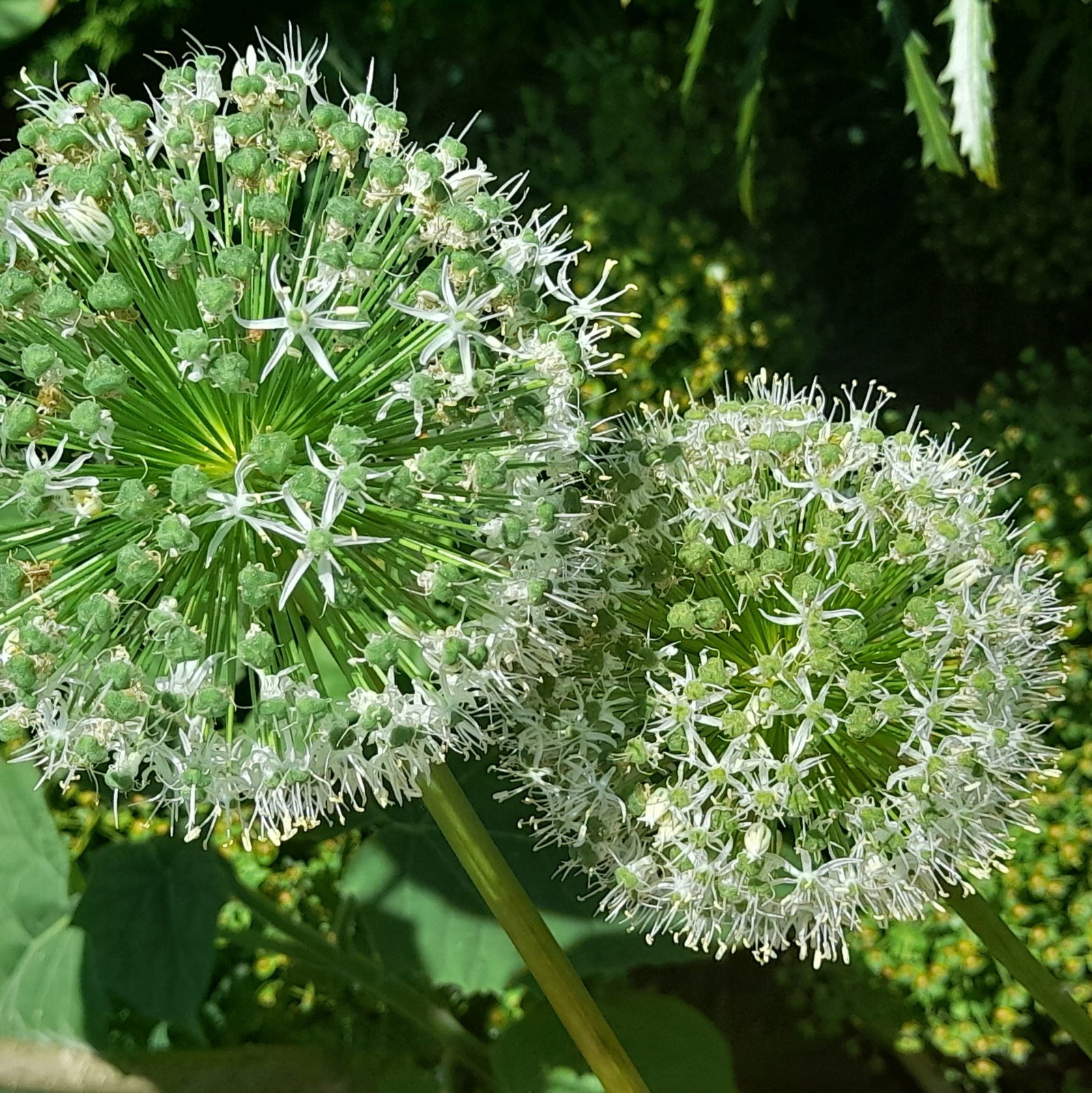 Allium Kara Ivory Queen 4 Scaled