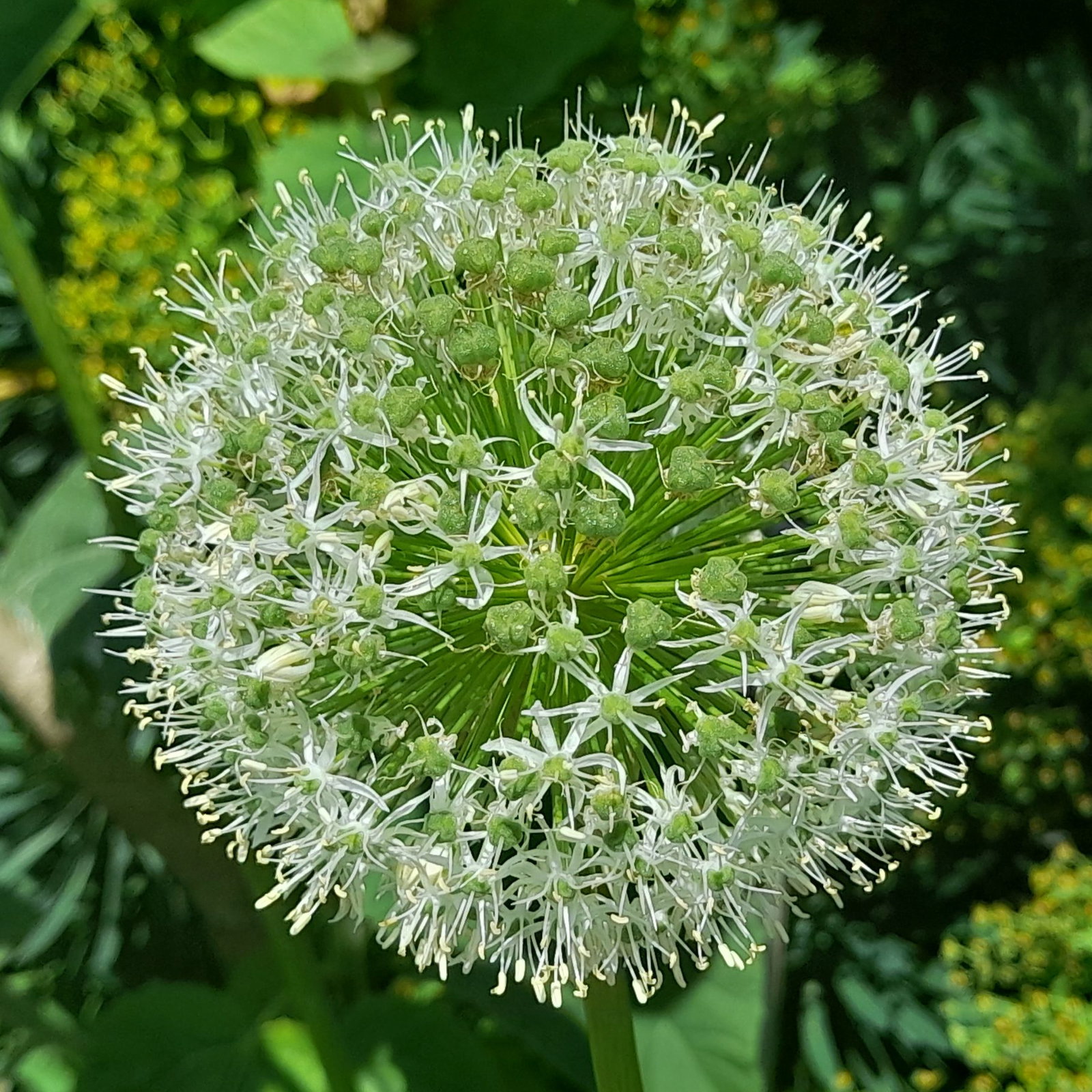 Allium Kara Ivory Queen 3 Scaled