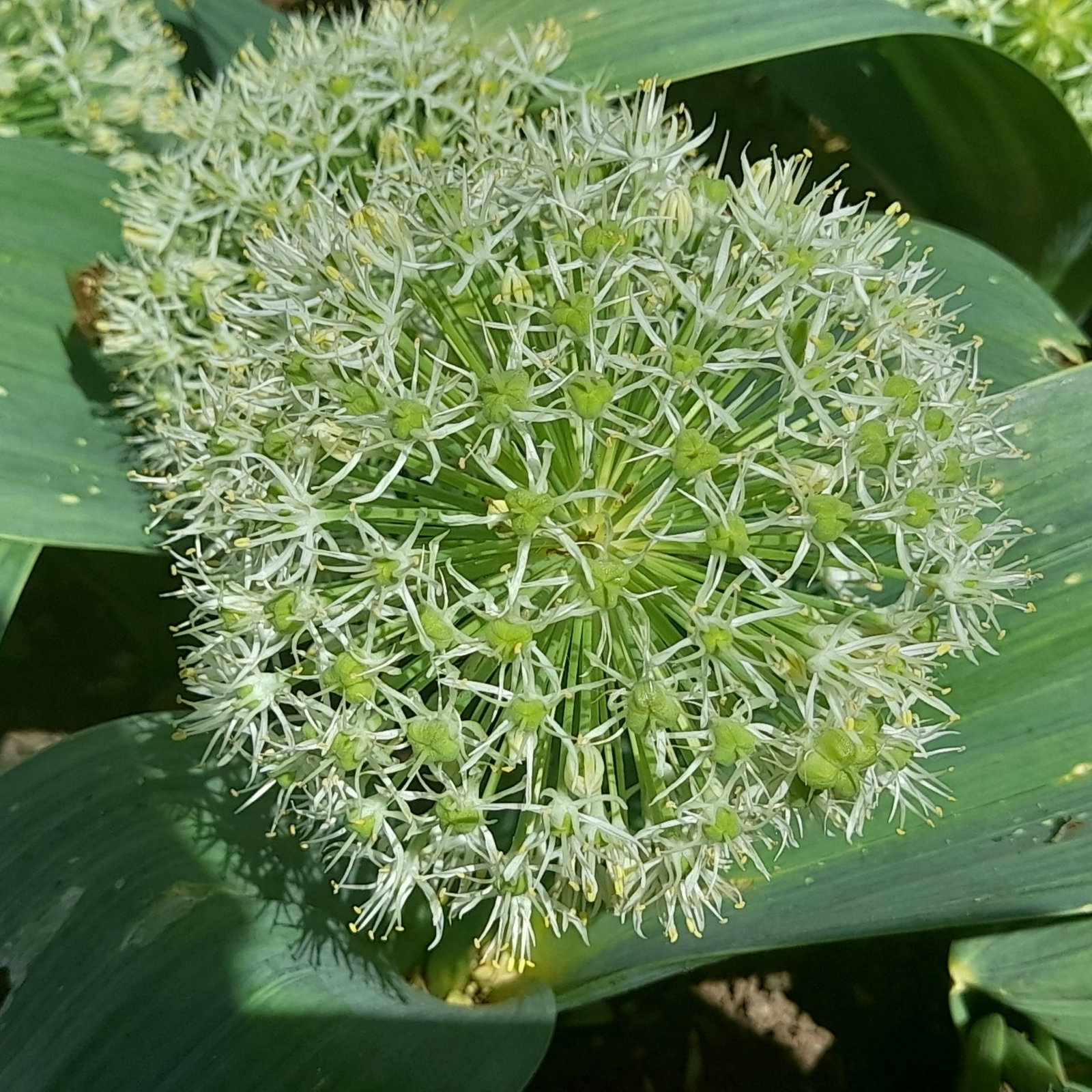 Allium Kara Ivory Queen 1 Scaled