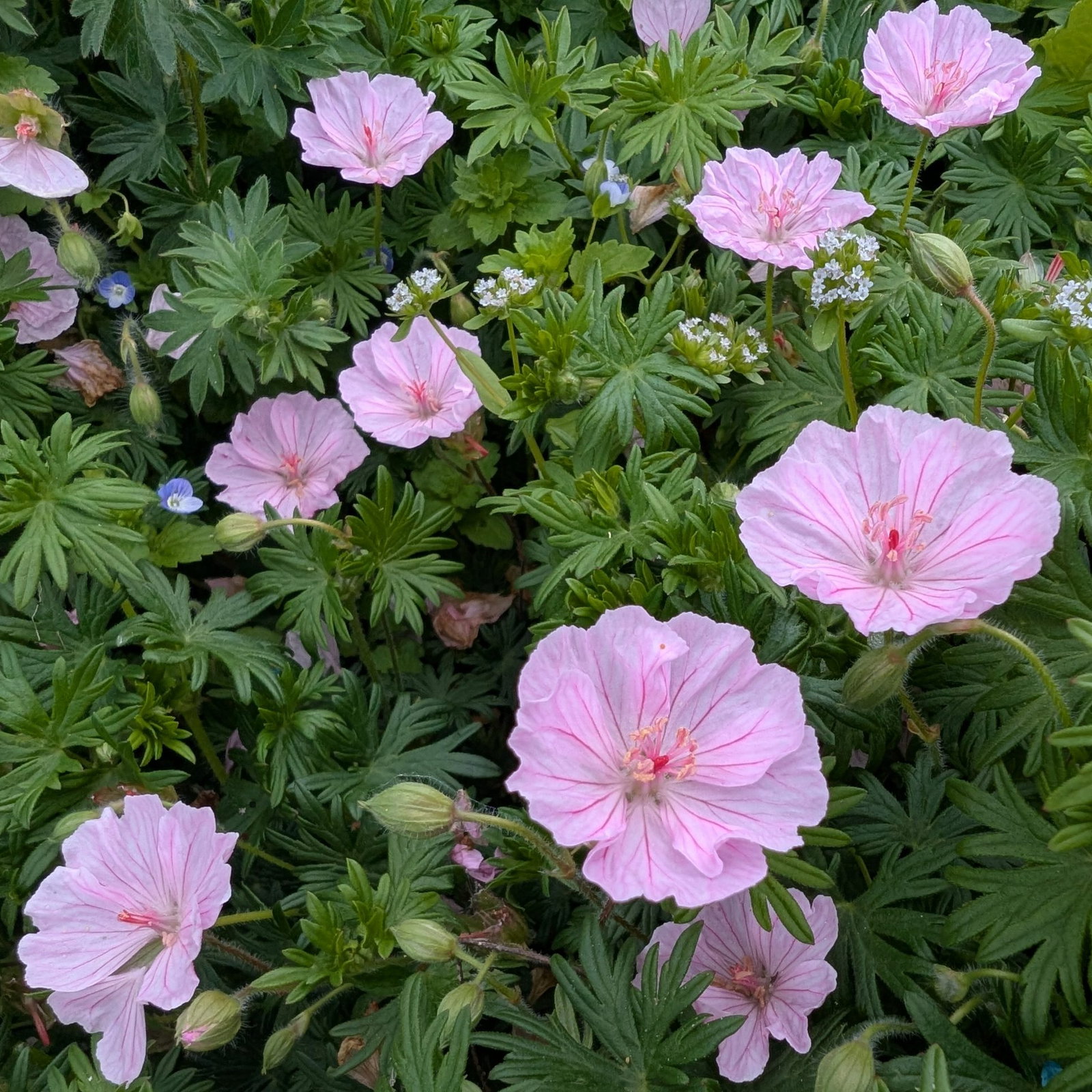Geranium Sanguineum Lancastriense 5 Scaled