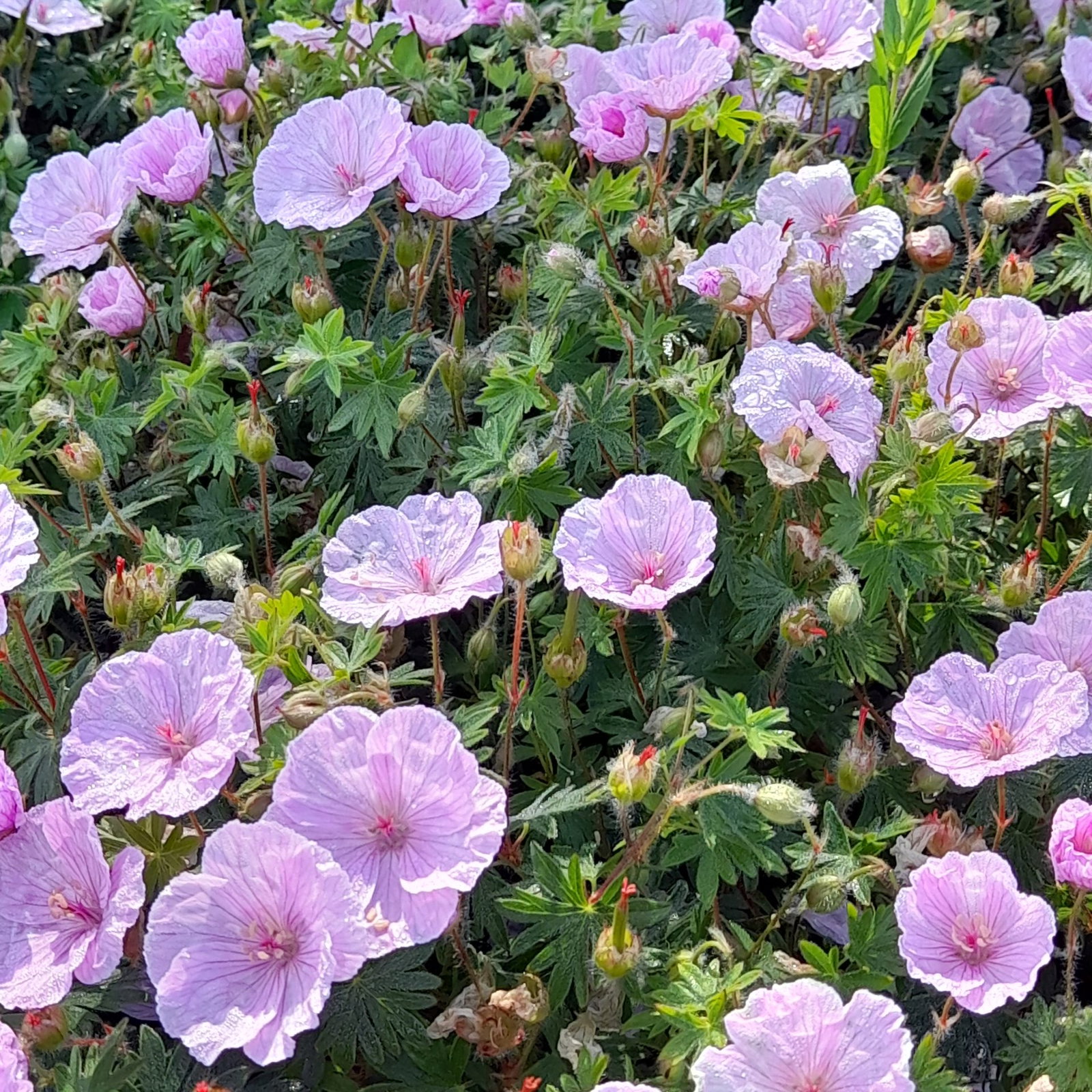 Geranium Sanguineum Lancastriense 1 Scaled
