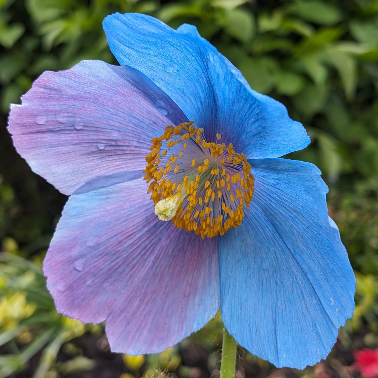 Meconopsis Various 35 Scaled
