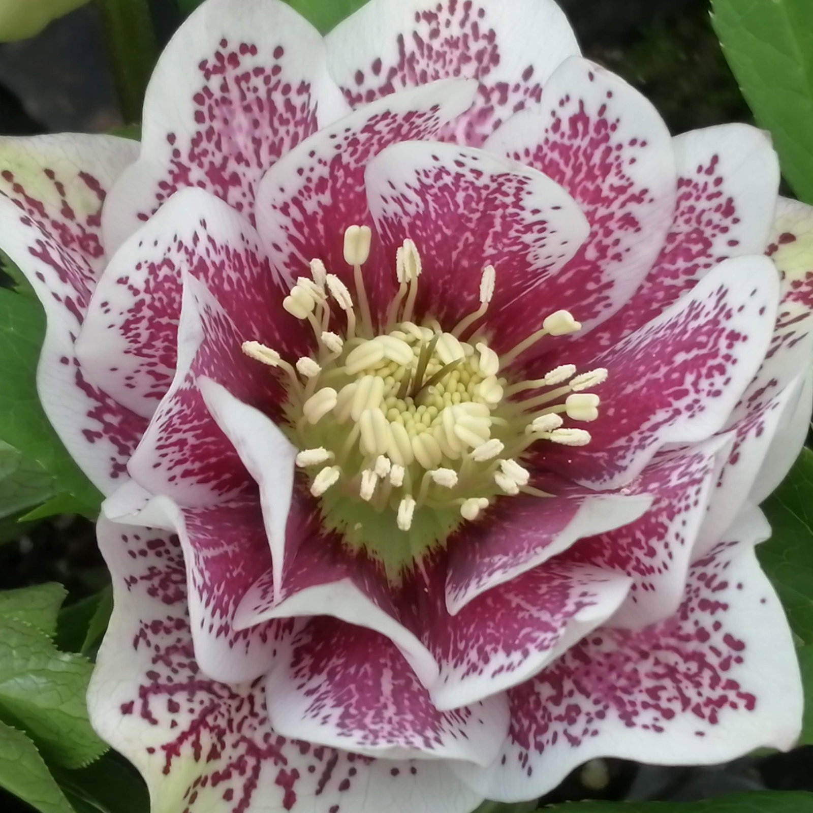 Helleborus Helen Ballards Double 2 Scaled