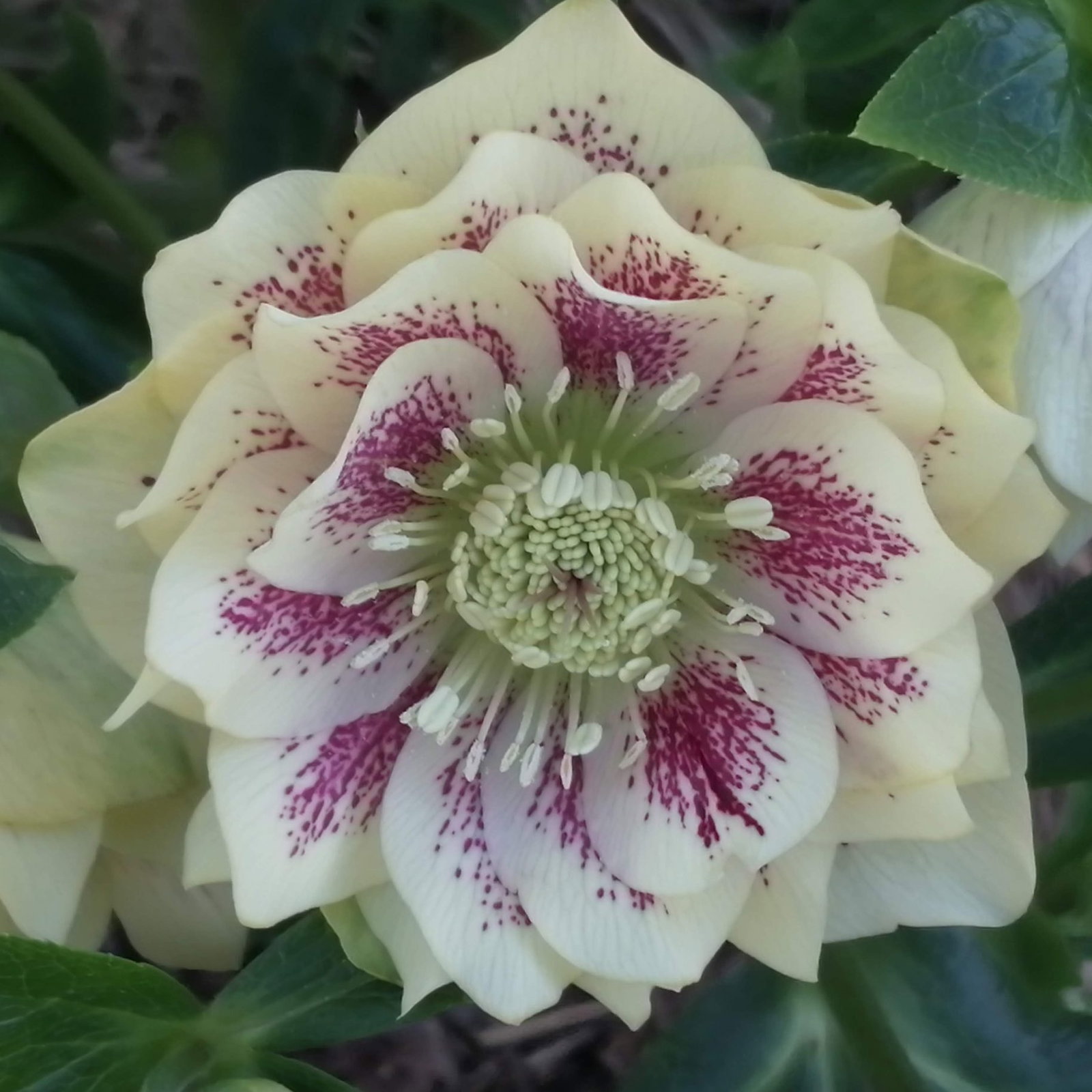 Helleborus Helen Ballards Double 5 Scaled