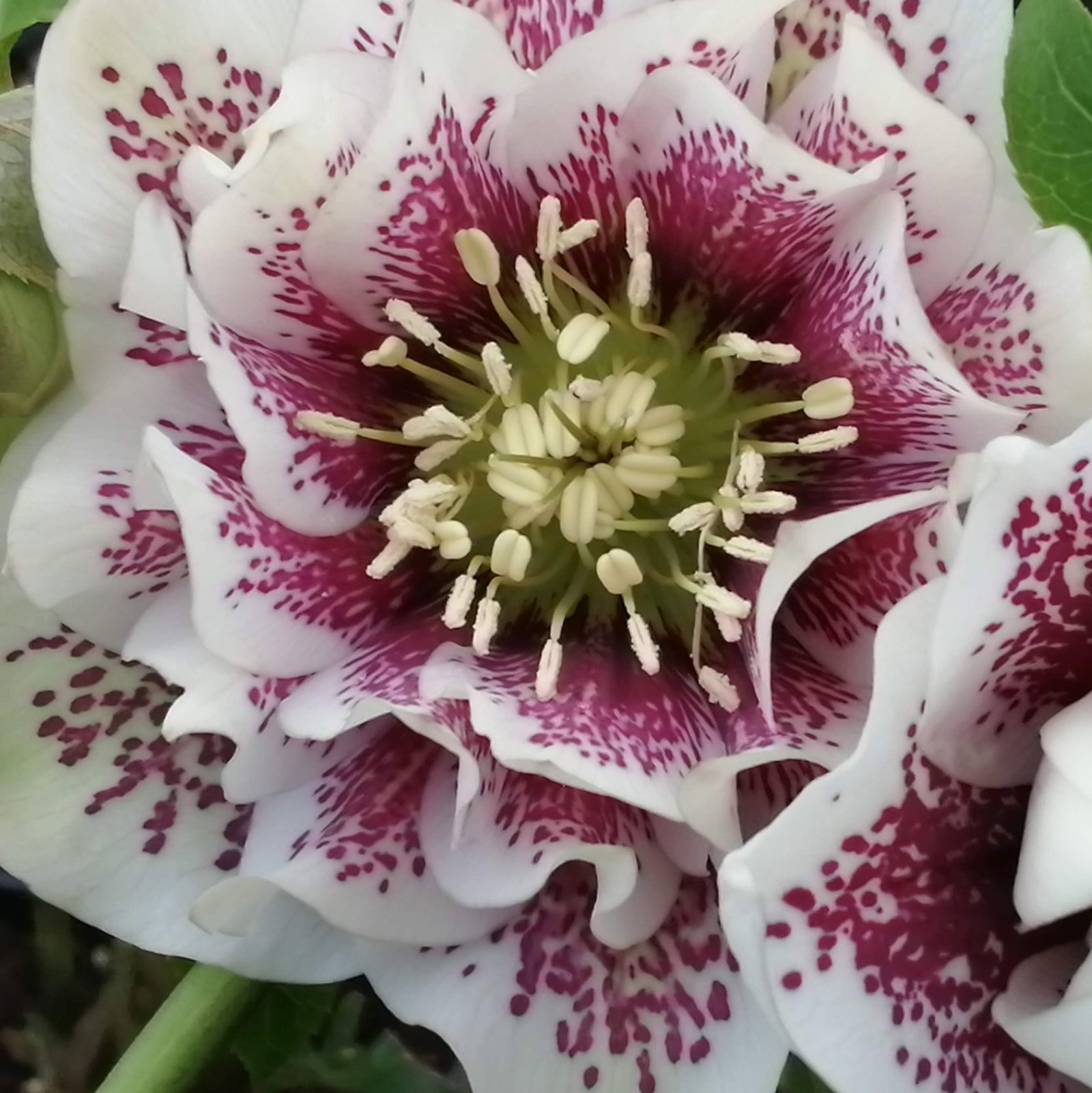 Helleborus Helen Ballards Double 4 Scaled