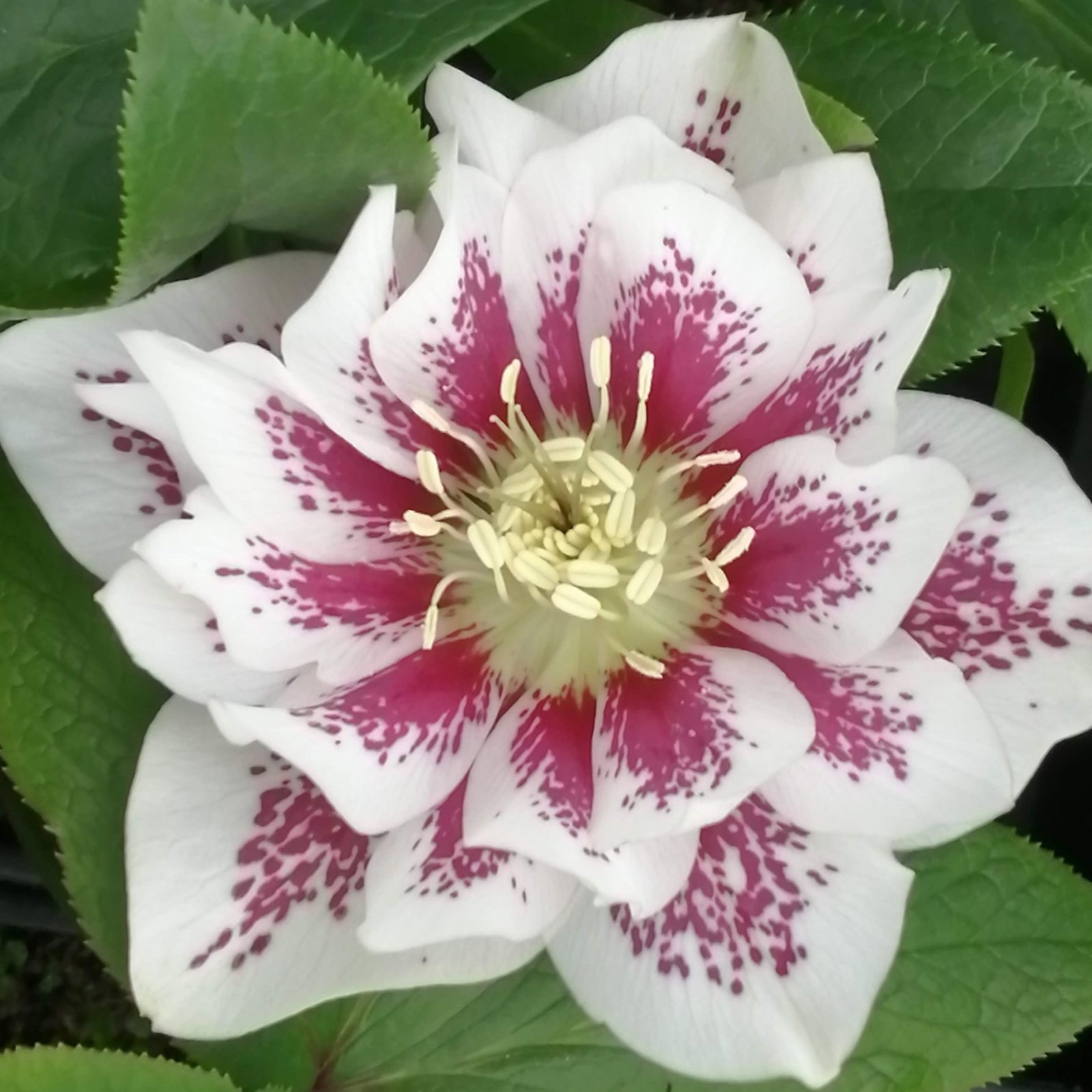 Helleborus Helen Ballards Double 13 Scaled