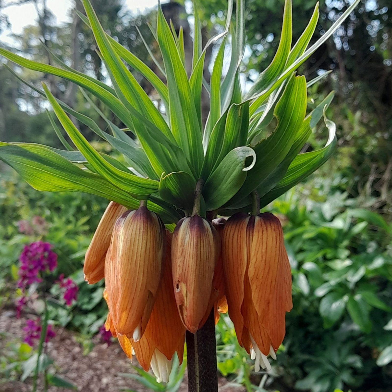 Fritillaria Imperialis Orange 1 Scaled