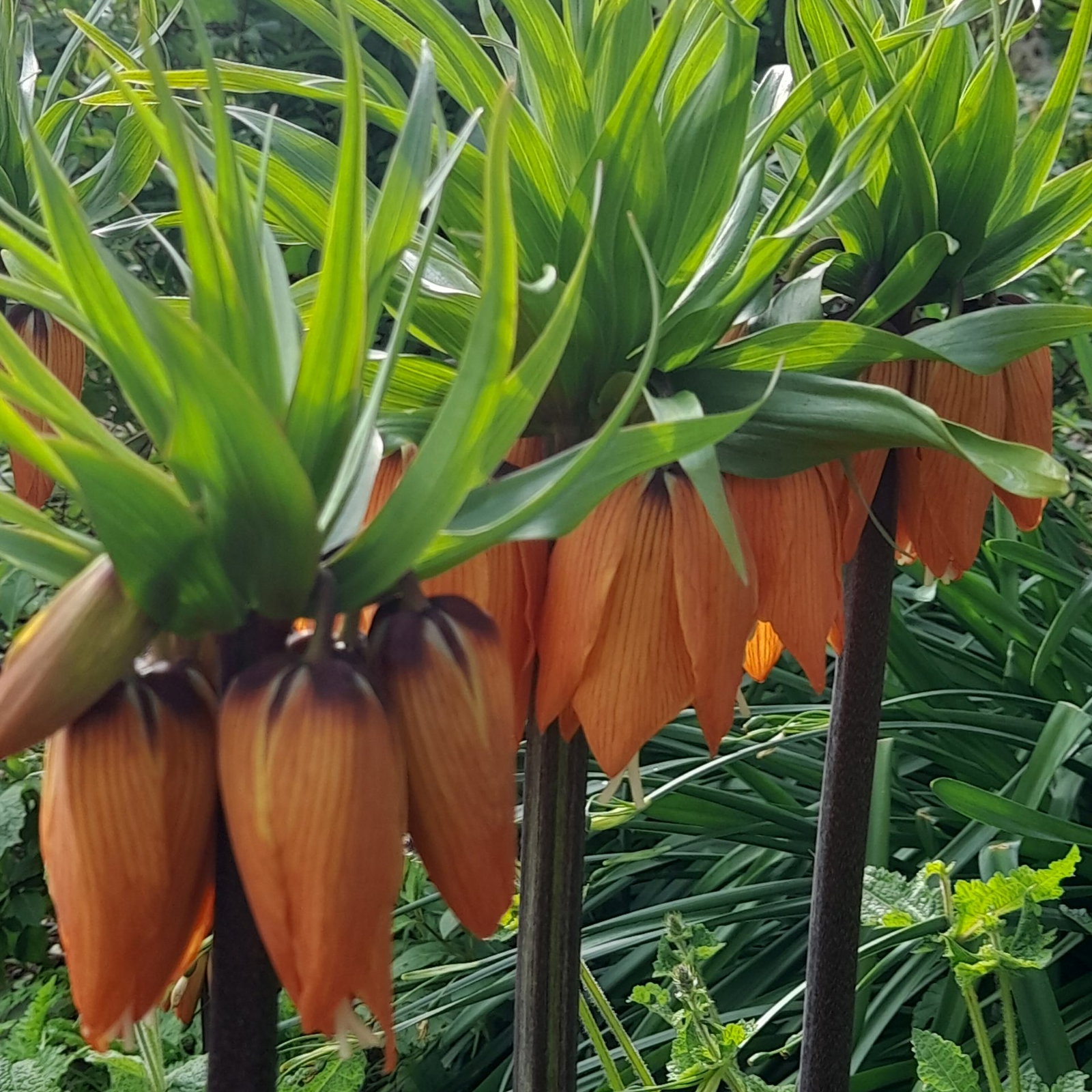 Fritillaria Imperialis Orange 3 Scaled