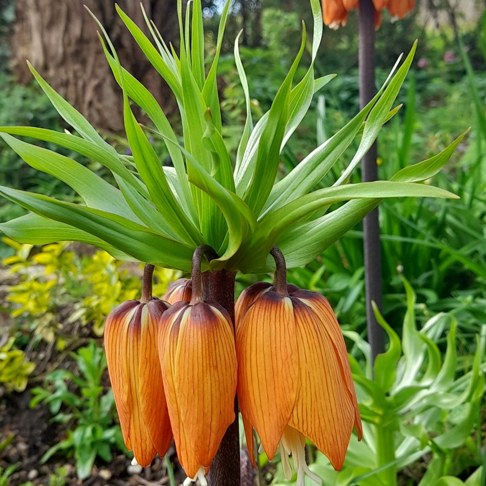 Fritillaria Imperialis Orange 2 Scaled