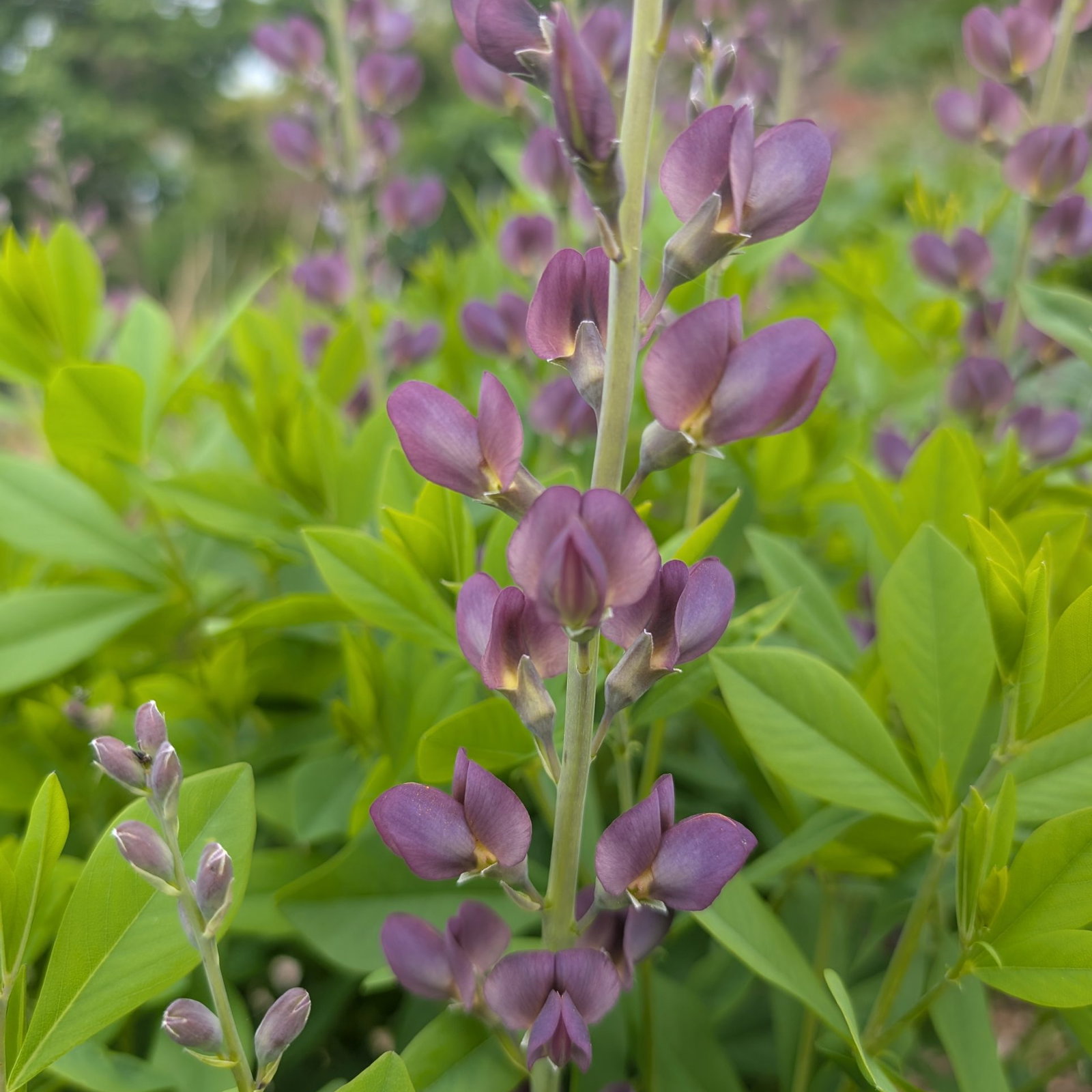 Baptisia Brownie Points 1 Scaled