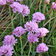 Sq Armeria Maritima