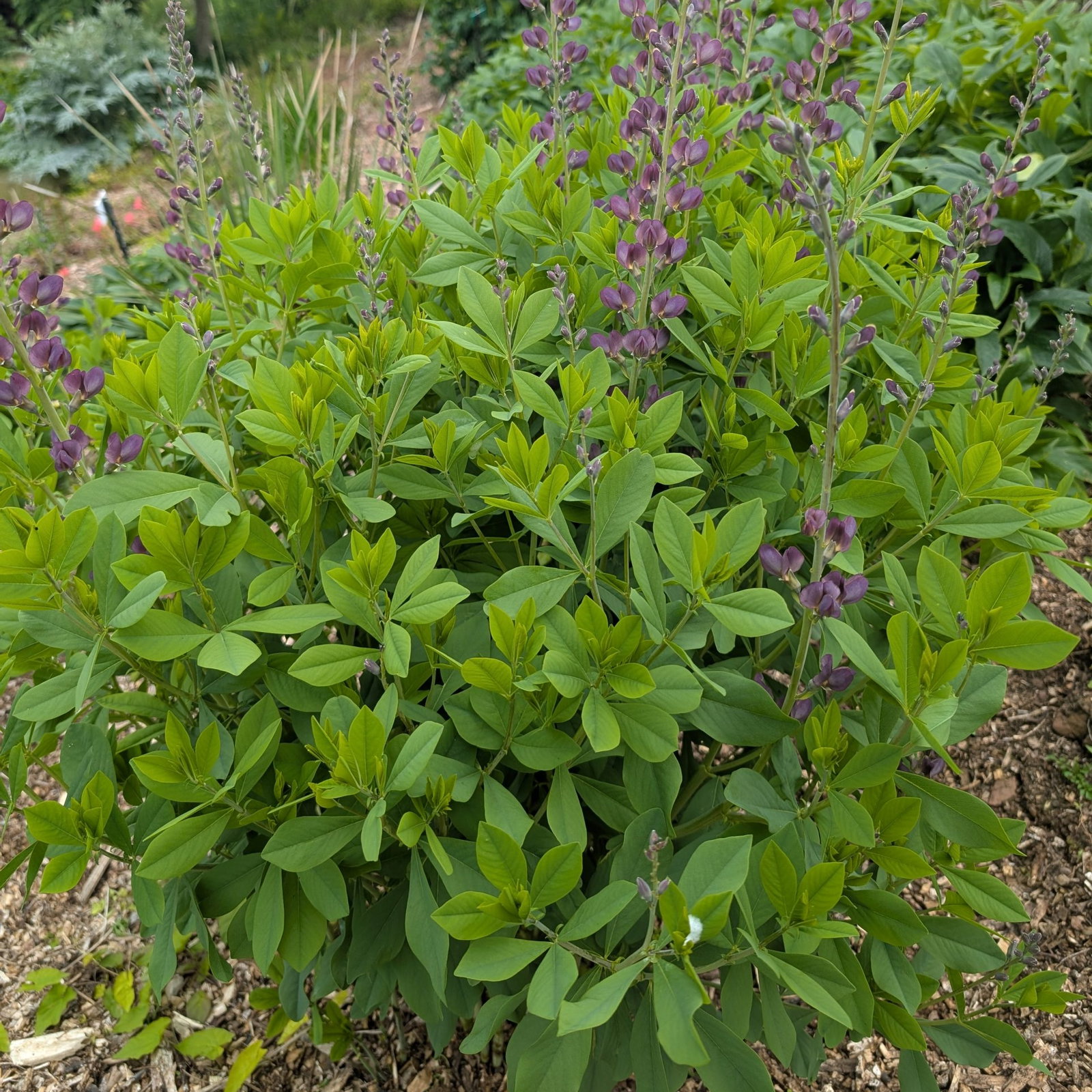 Baptisia Brownie Points 2 Scaled