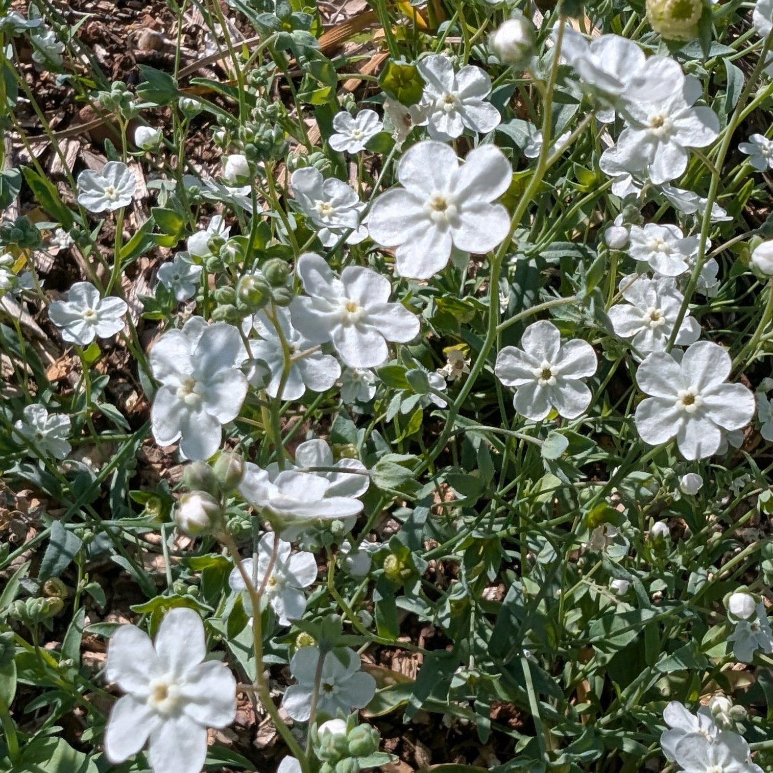Omphaloides Linifolia 1 Scaled