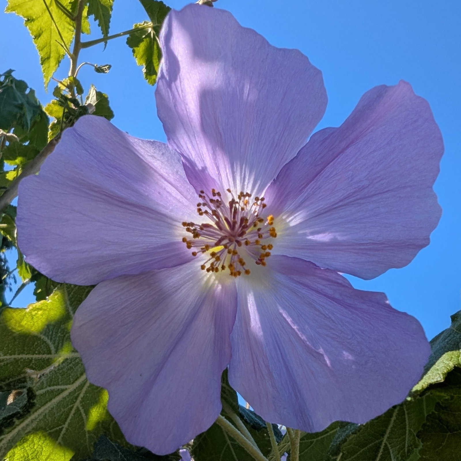 Abutilon Vitifolium 10 Scaled