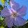 Abutilon Vitifolium 10 Scaled