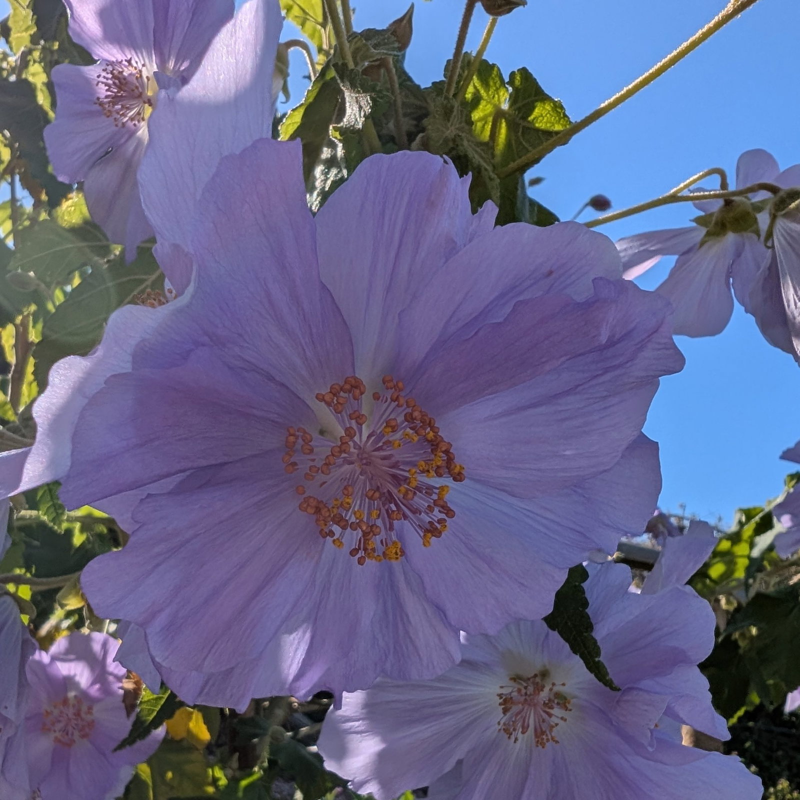 Abutilon Vitifolium 9 Scaled