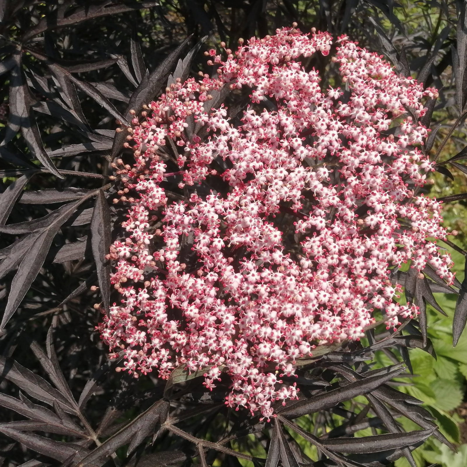 Sambucus Nigra Black Frills 3 Scaled