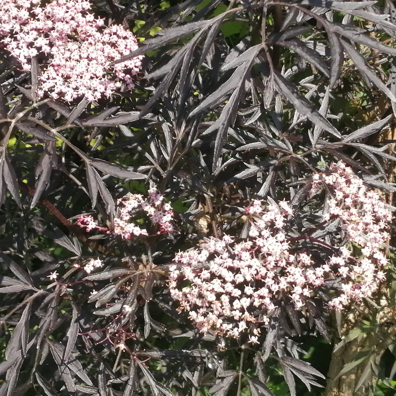 Sambucus Black Frills 2 Scaled