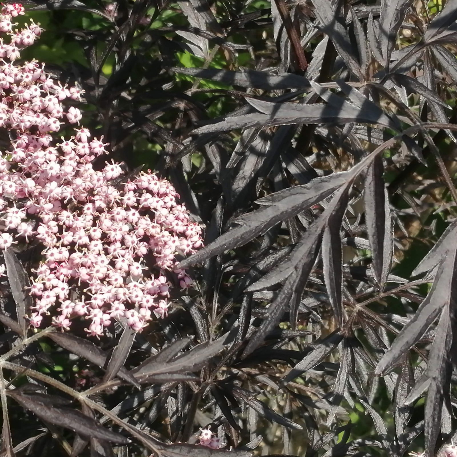 Sambucus Black Frills 1 Scaled