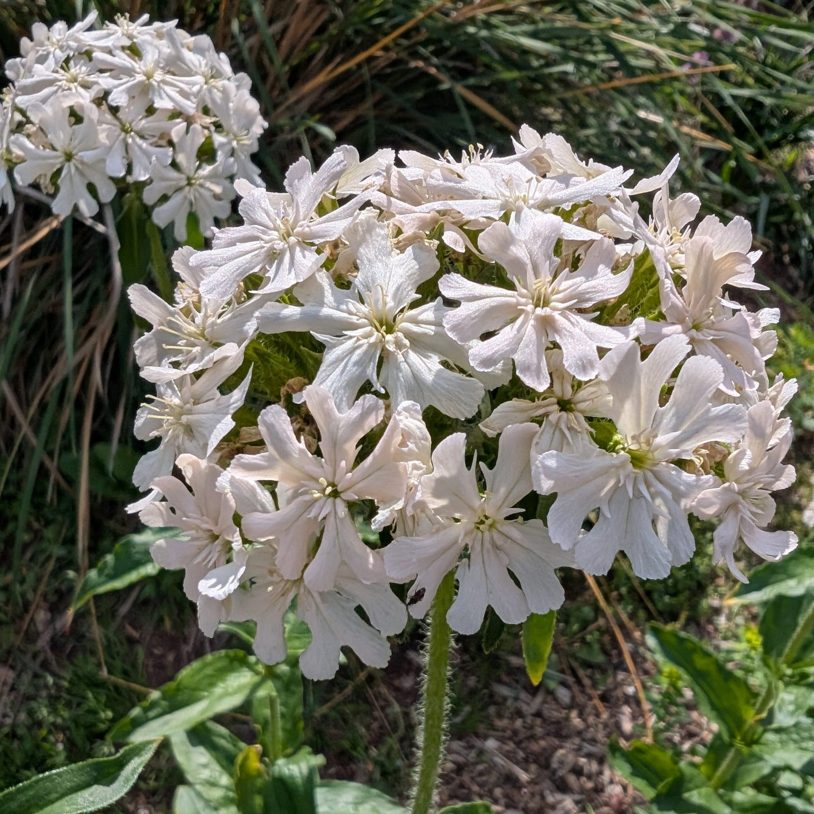 Lychnis Chalcedonica Alba 1 Scaled
