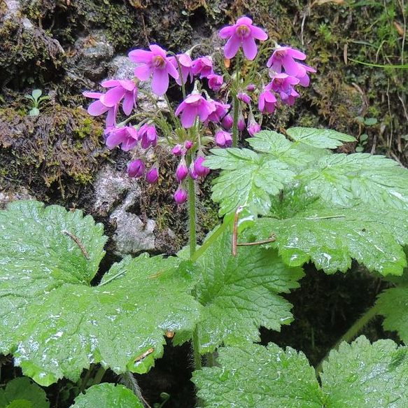 Primula Matthioli E1758620487434
