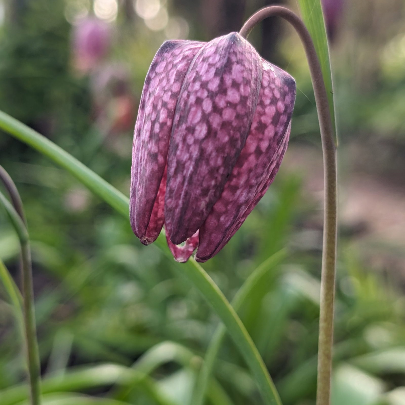 Fritillaria Meleagris 5 Scaled