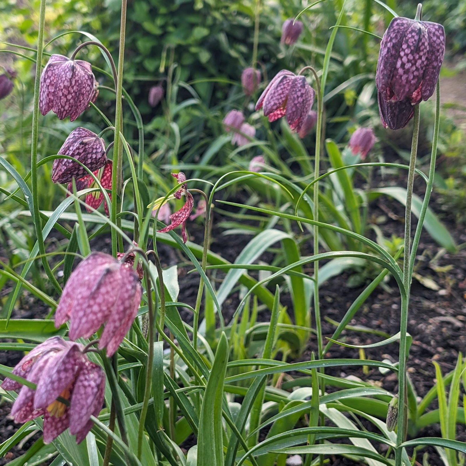 Fritillaria Meleagris 6 Scaled