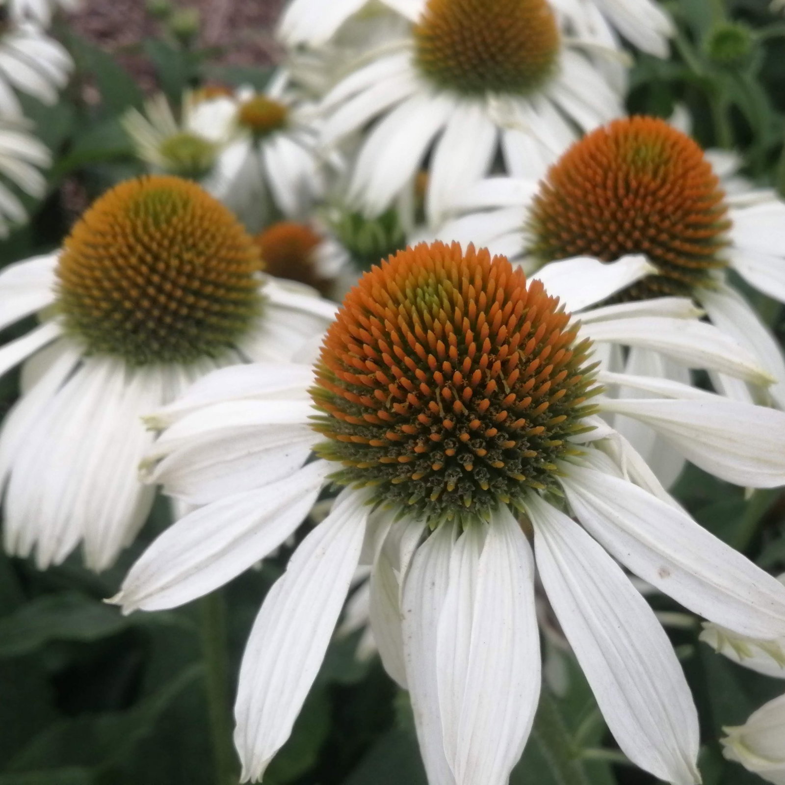 Echinacea White Swan 14 Scaled